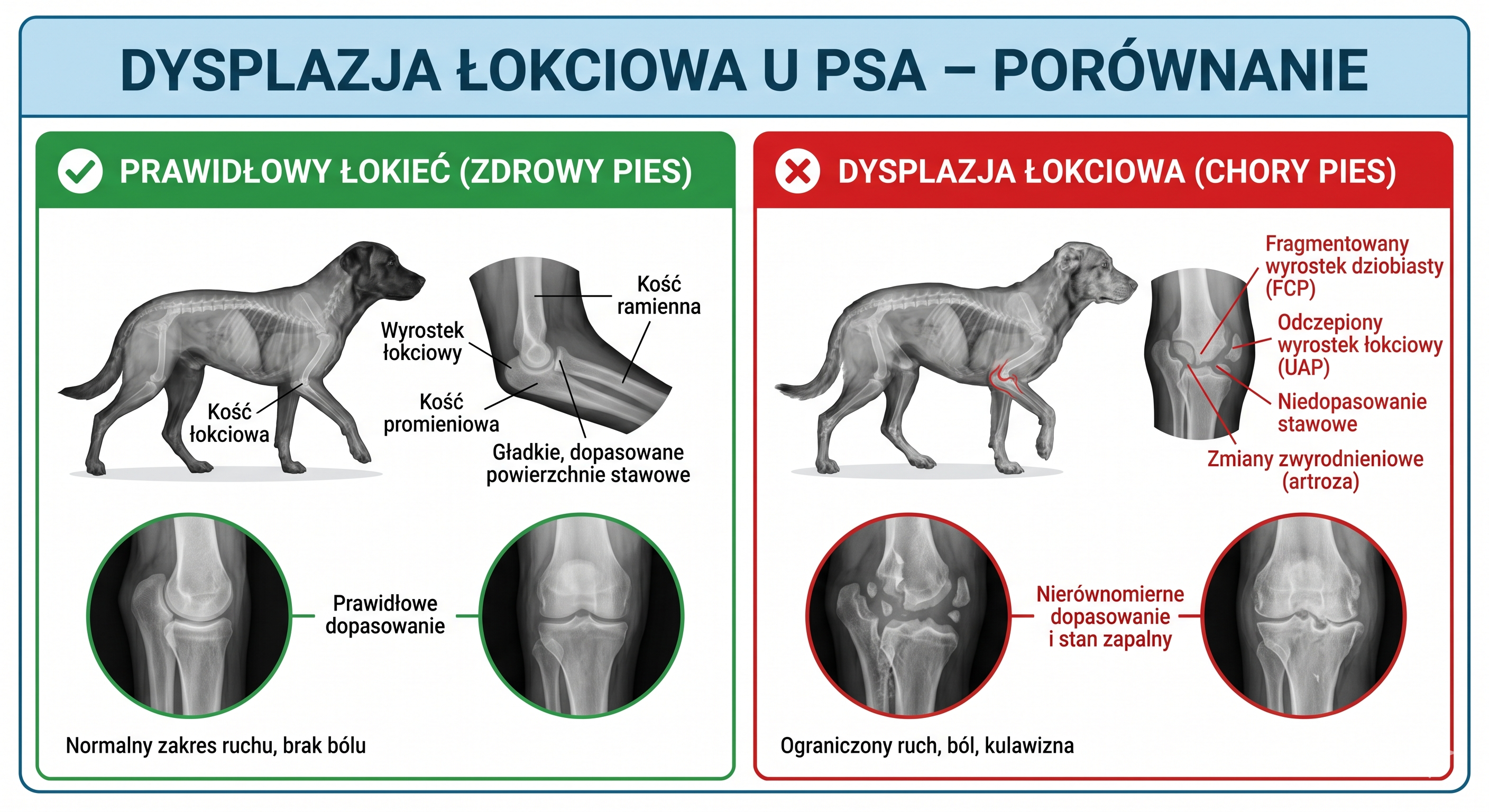 dysplazja_lokciowa_u_psa